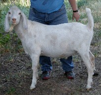 Aragon yearling left side