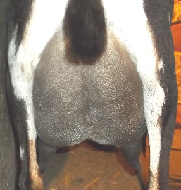 Blizzy rear udder 2nd fresh
