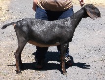 Chichle at one year old