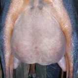 Chichle rear 1st freshener udder