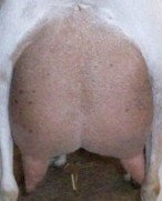 Daisy rear udder 2nd freshener