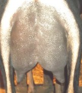 Fanny's 1st freshenr udder