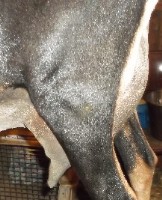 Fanny's 1st side udder