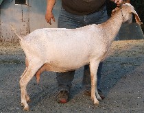 Jill at 2 years old, right side