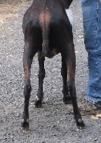 Rear veiw of Kasseri