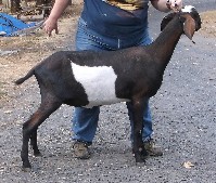 Kasseri's right side as a yearling
