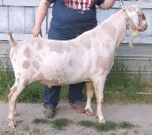 Shiraz right side 2 years old