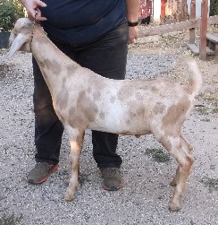 Shiraz's left side at 5 months