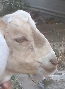 Shiraz's face at 5 months