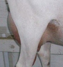 Zsa Zsa 1st freshener udder