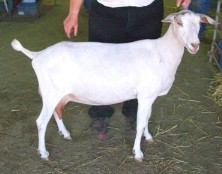 Zsa Zsa at 2 year old